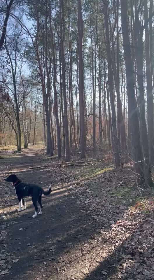 51. Video challenge - Dein Hund beim Spaziergang-Beitrag-Bild