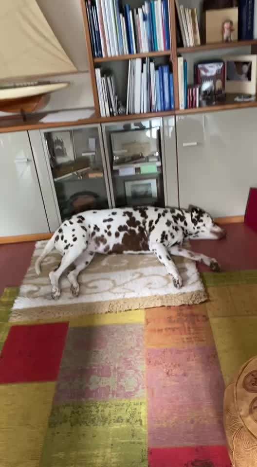 40. Handy Video Challenge - Im Land der Träume-Beitrag-Bild