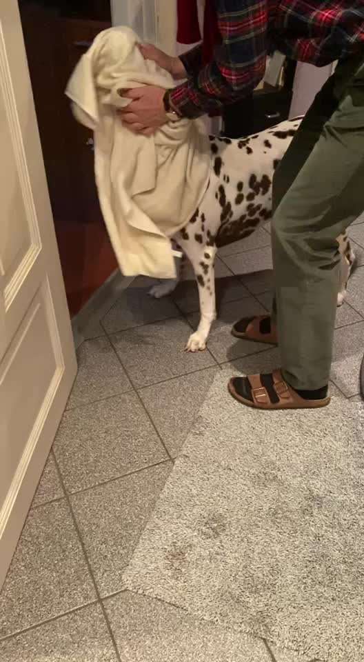 Video-Challenge Nr. 10
Der umsorgte Hund-Beitrag-Bild