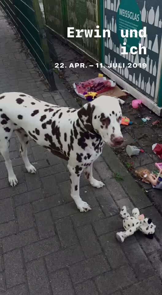 4. Kurzgeschichten Challenge Thema: Hundefreundschaften-Beitrag-Bild