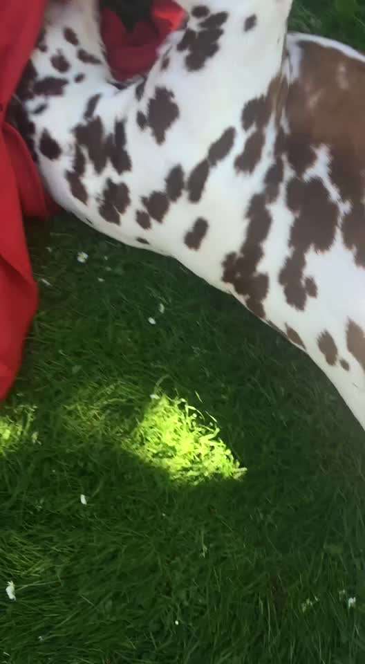 Video-Challange Nr. 9
Der unsinnige Hund-Beitrag-Bild