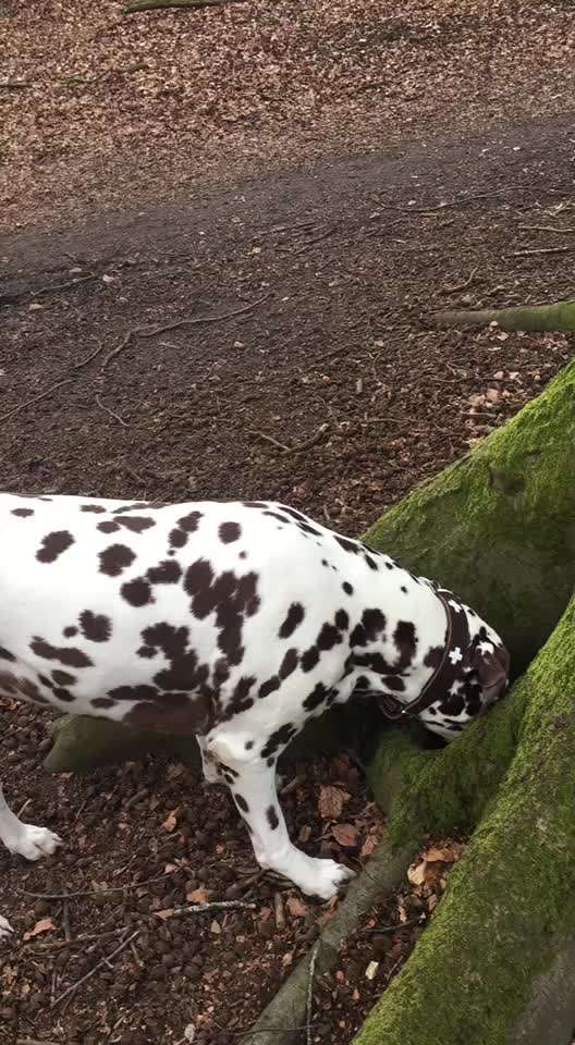 Video Challenge Nr. 12
Ein glücklicher Hund-Beitrag-Bild