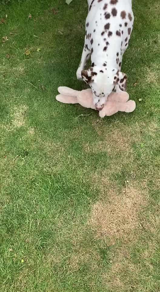 19. Video Challenge  "urkomische Hunde zum Brüllen lustig"-Beitrag-Bild