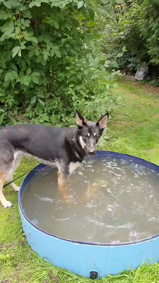 Was wiegt euer Schäferhund?-Beitrag-Bild