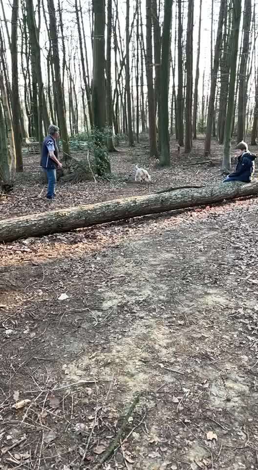 Bester Freund, Hundekumpel - zeigt her!-Beitrag-Bild