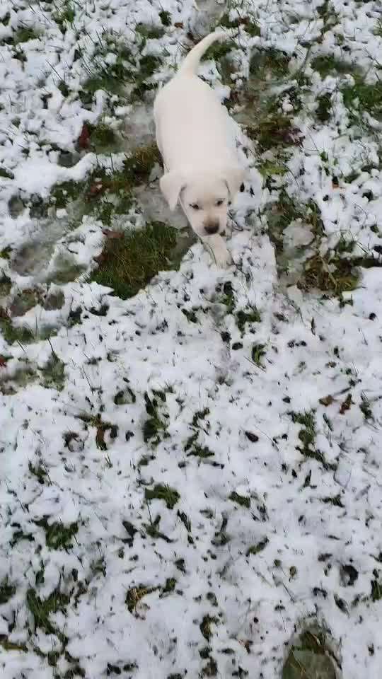 Als Welpen sind sie alle noch süßer-Beitrag-Bild