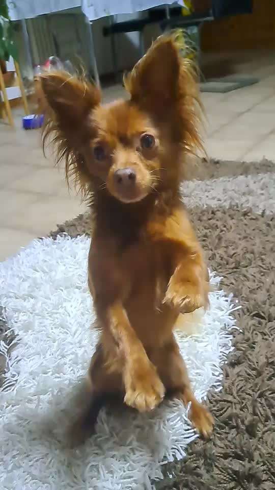 Impulskontrolle Challenge Nr. 5: Lekkerli zurück bringen-Beitrag-Bild