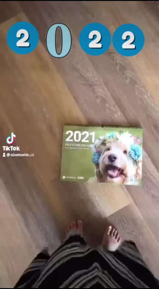 Die Dogorama Kalender Challenge 4/4-Beitrag-Bild