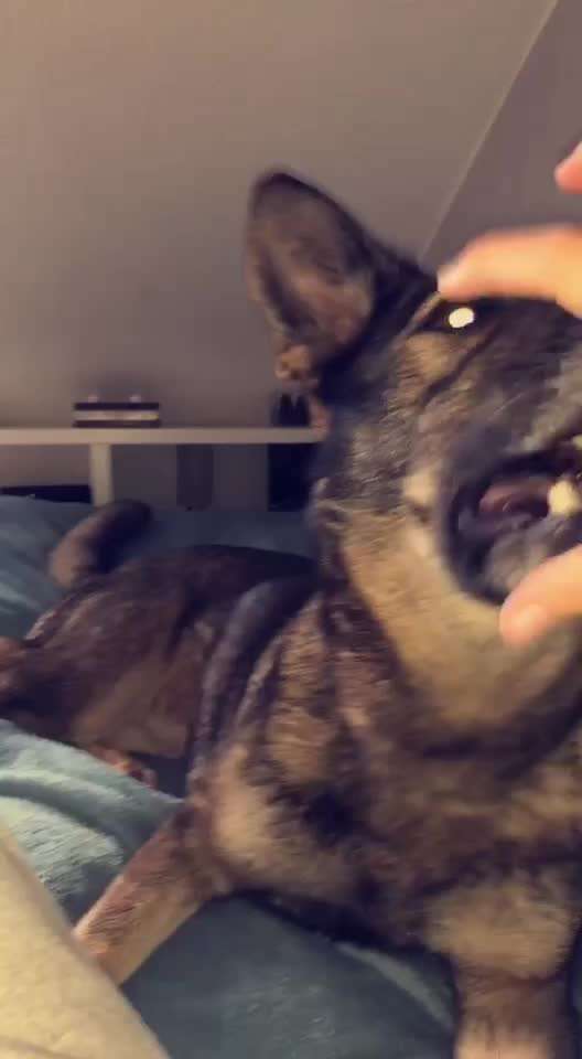 Wie spielt ihr mit euren Hunden?-Beitrag-Bild