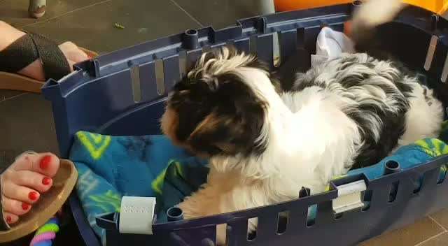 Darf der Hund bei Euch im Bett schlafen?-Beitrag-Bild