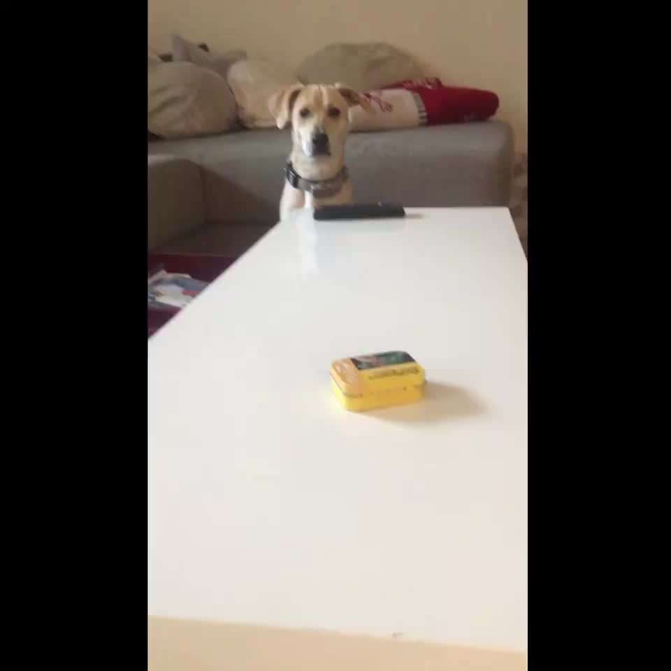 Agility anfangen-Beitrag-Bild