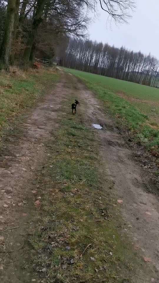 Hund will nicht Platz machen. Habt ihr Tipps?-Beitrag-Bild