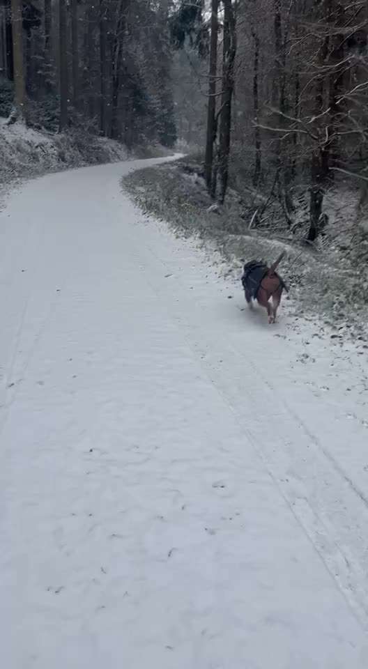 Olde English Bulldogge-Beitrag-Bild
