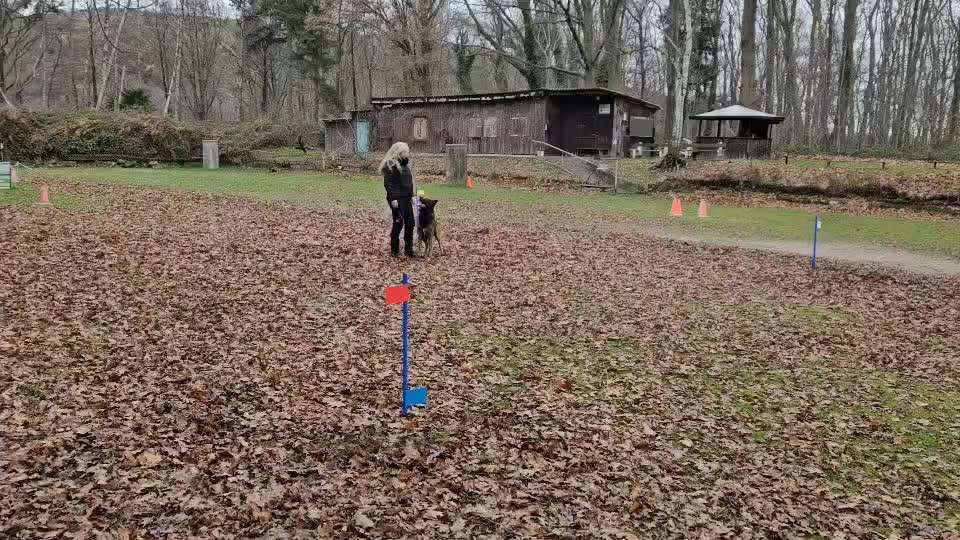 Zwerghunde und die "bösen Grossen"-Beitrag-Bild