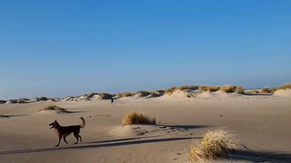 Gaga Hund am Meer-Beitrag-Bild