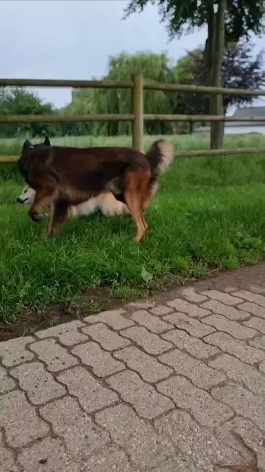 Geschichten, die das Leben schrieb. Hunde mit Handicap-Beitrag-Bild