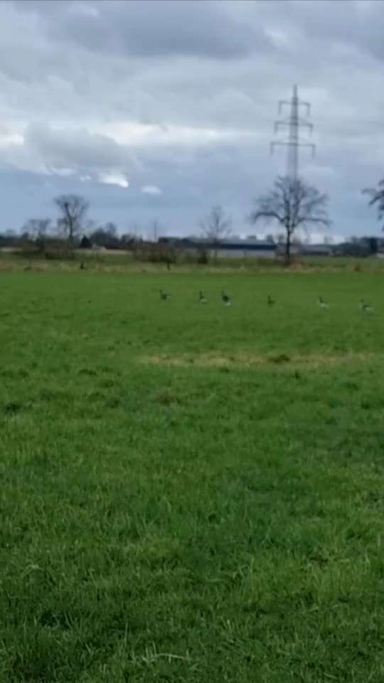 Impulskontrollübung Nr. 66 Reichmann‘sche Richtungsumkehr-Beitrag-Bild