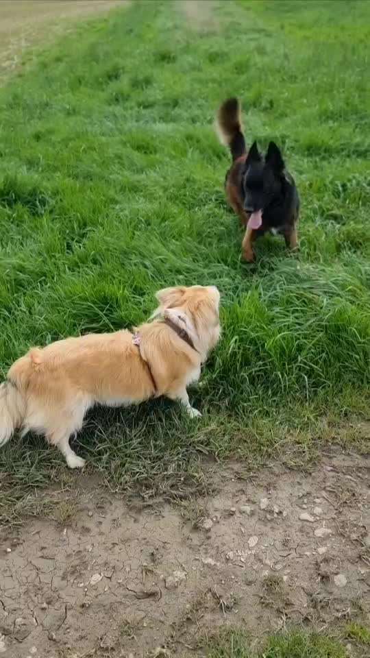 Geschichten, die das Leben schrieb. Hunde mit Handicap-Beitrag-Bild