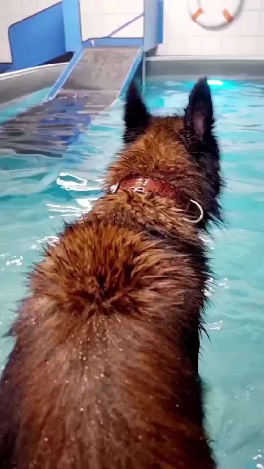 Hundeschwimmbad gesucht-Beitrag-Bild