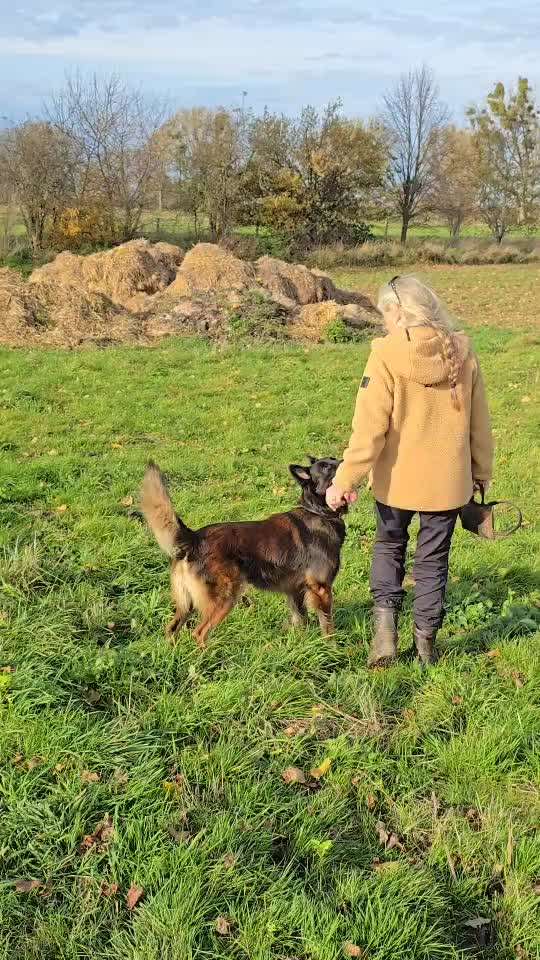 aktuelles Foto Gruppe Curving (Hundesportart)