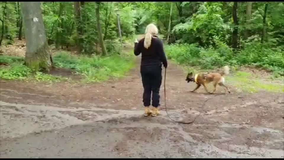 Mantrailing - wer hat damit Erfahrung ?-Beitrag-Bild