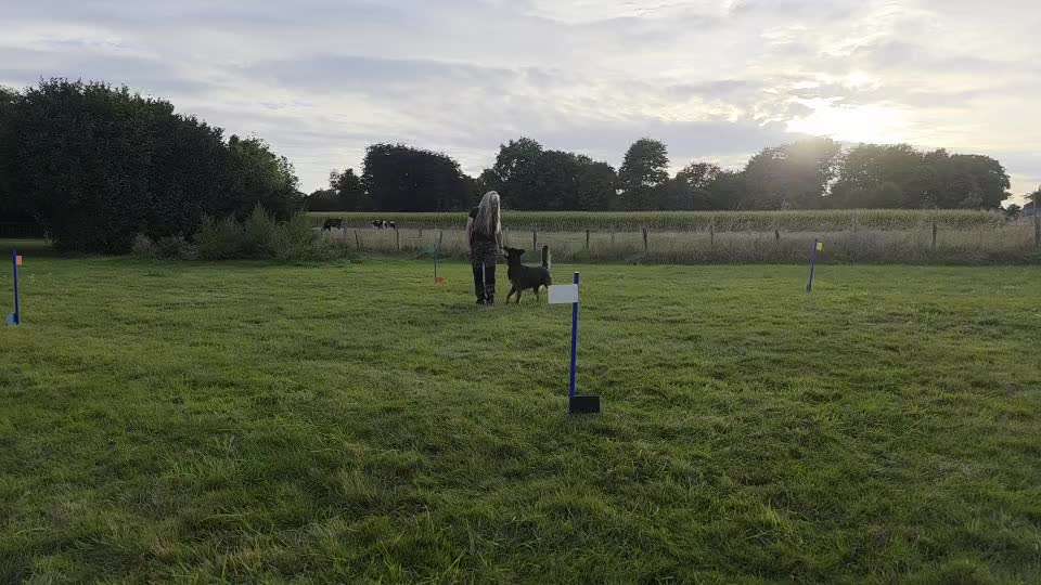 aktuelles Foto Gruppe Curving (Hundesportart)