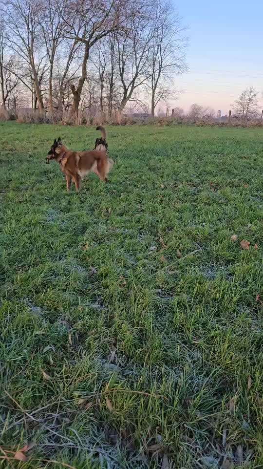 Impulskontrollübung Nr. 66 Reichmann‘sche Richtungsumkehr-Beitrag-Bild