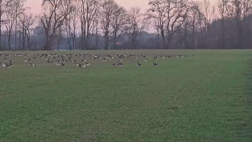 Impulskontrollübung Nr. 66 Reichmann‘sche Richtungsumkehr-Beitrag-Bild