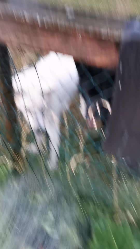 Alles rund um den Schäferhund, diskutieren erwünscht.-Beitrag-Bild