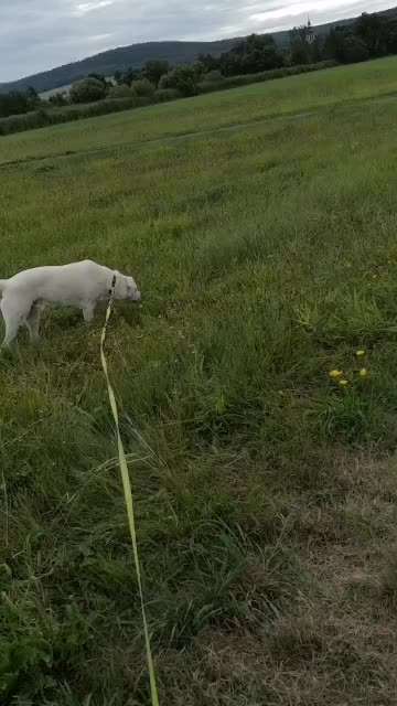 Hund zieht an der Leine-Beitrag-Bild