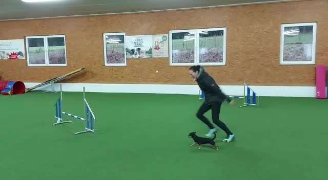 Wo sind die Chihuahua Besitzer ?-Beitrag-Bild