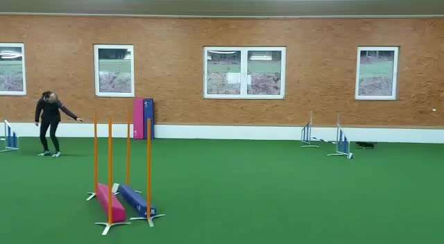 Wo sind die Chihuahua Besitzer ?-Beitrag-Bild