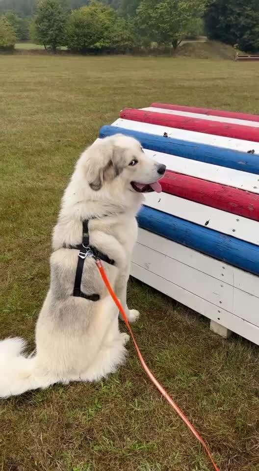 Herdenschutzhunde-Beitrag-Bild