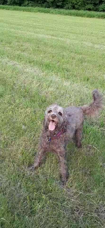 Zeigt hier Euer liebstes Video Eurer Hunde-Beitrag-Bild