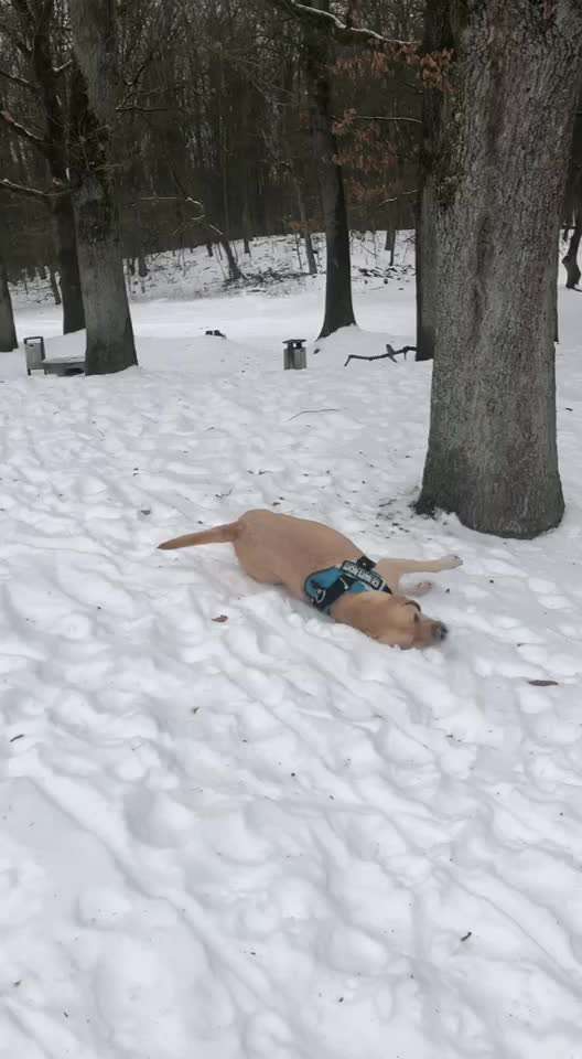 Labradorfans-Beitrag-Bild