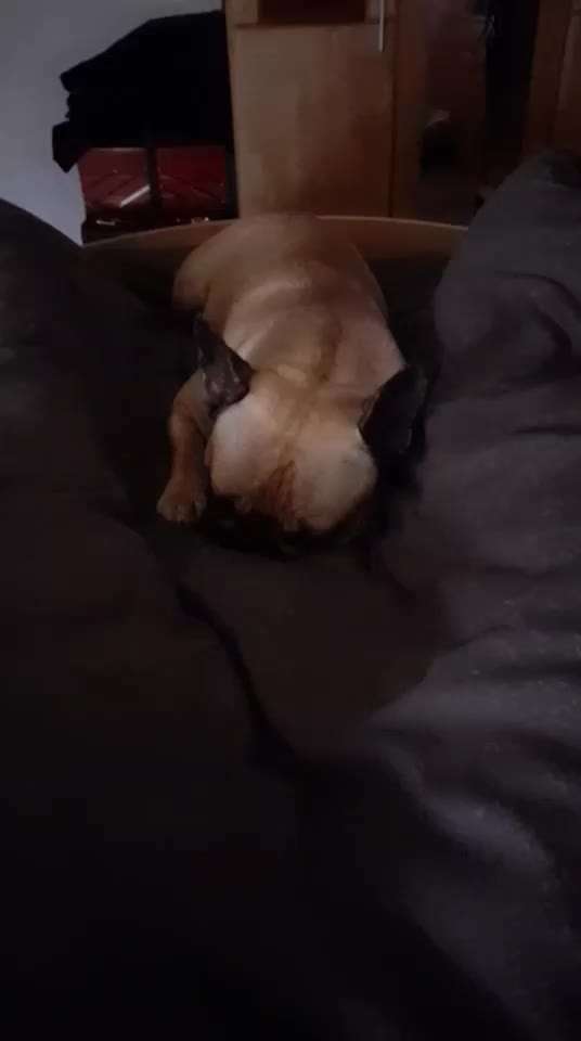 Französische Bulldoggen-Beitrag-Bild