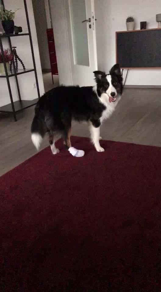 Paw Infektion-Beitrag-Bild