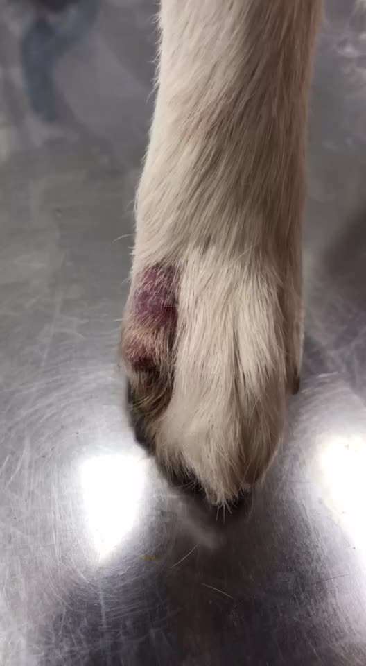 Paw Infektion-Beitrag-Bild