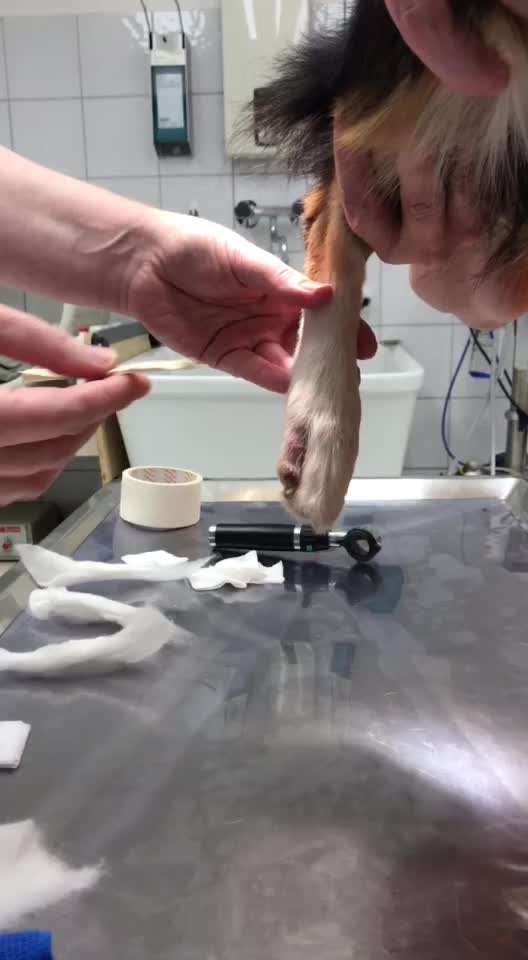 Paw Infektion-Beitrag-Bild