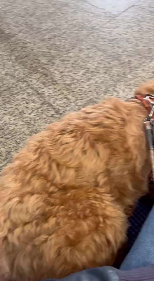 Hund an das Bahnfahren gewöhnen – eure Erfahrungen?-Beitrag-Bild