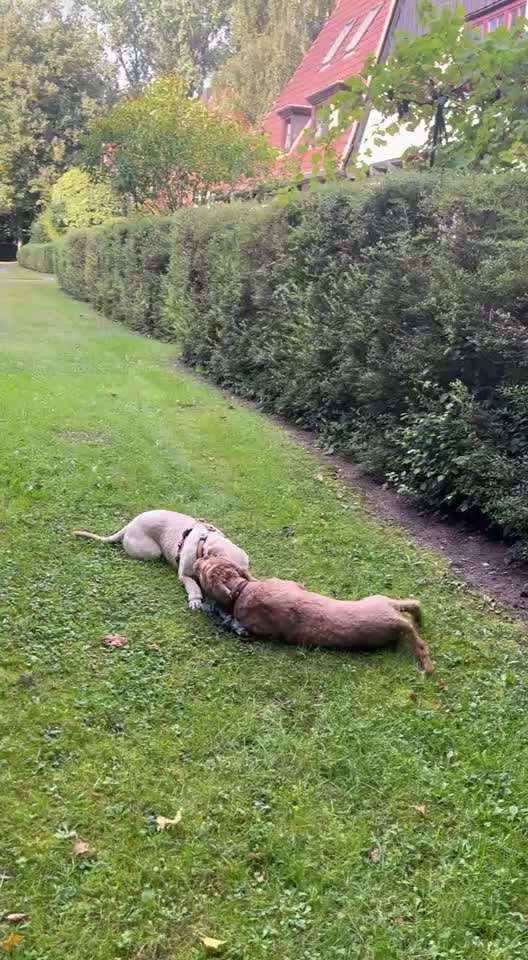 Wie optimal ist das Körpergewicht meines Hundes?-Beitrag-Bild