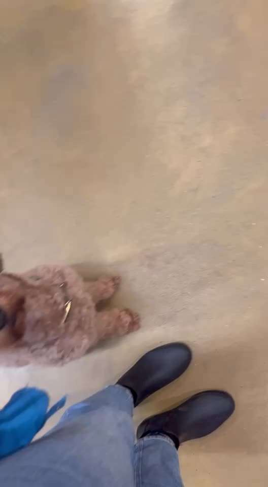 45. Tricktraining - Apportieren-Beitrag-Bild