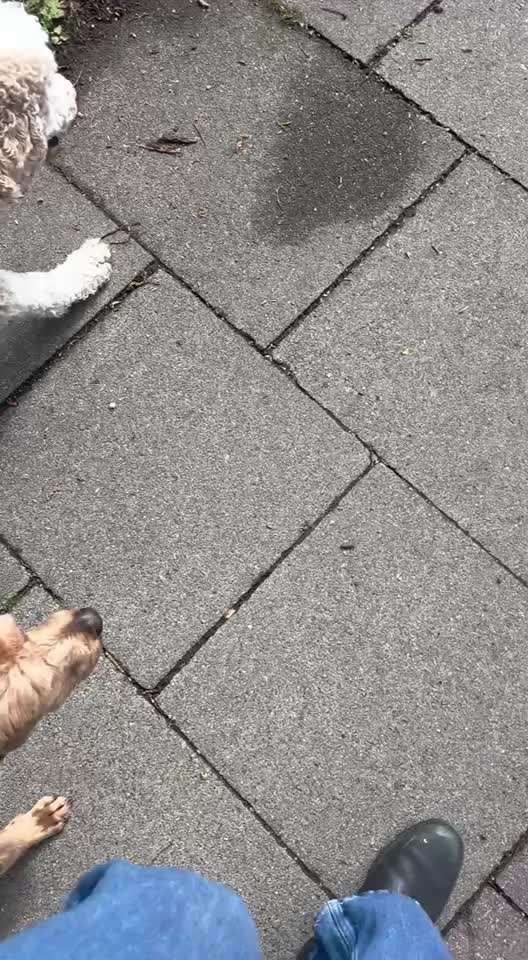 Nr. 71 - Leinenführigkeit (Impulskontrollübung)-Beitrag-Bild