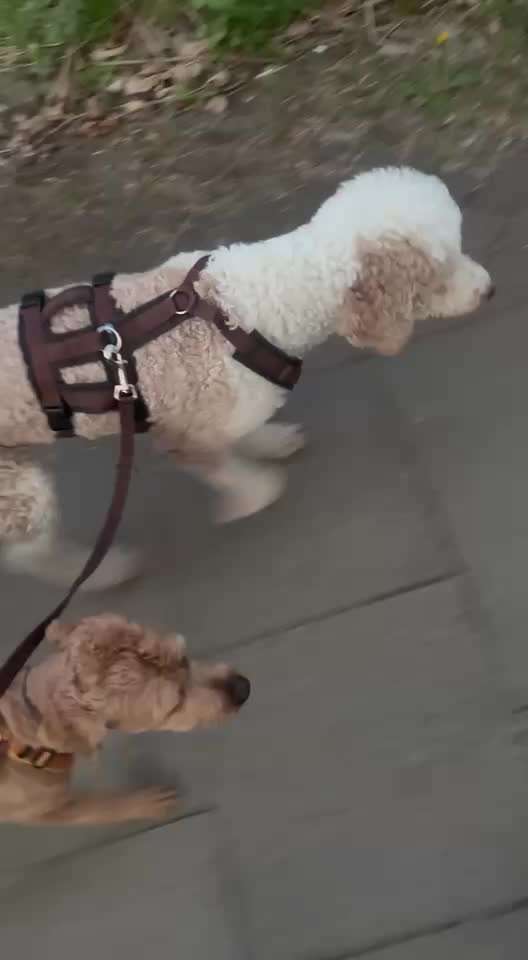 Nr. 71 - Leinenführigkeit (Impulskontrollübung)-Beitrag-Bild