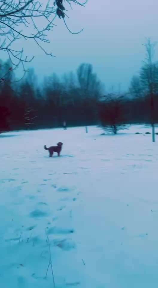 Impulskontrollübung Nr 69 : Ich achte auf Dich !-Beitrag-Bild