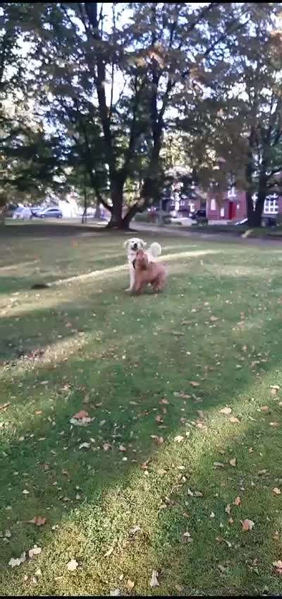 Analyse & Interpretation von Verhalten-Beitrag-Bild