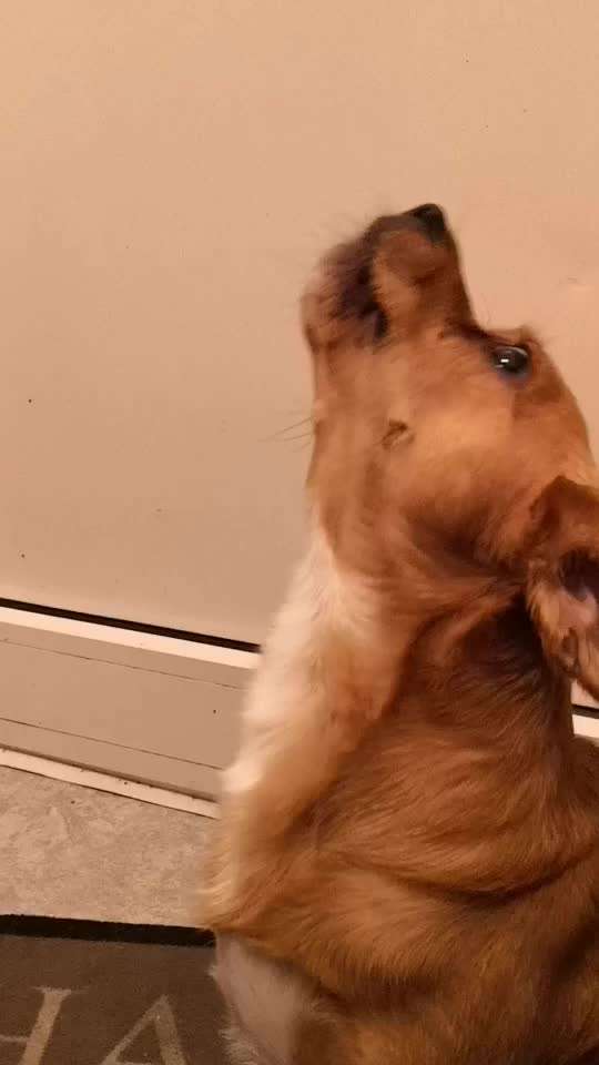 Typisch Jagdhund-Beitrag-Bild