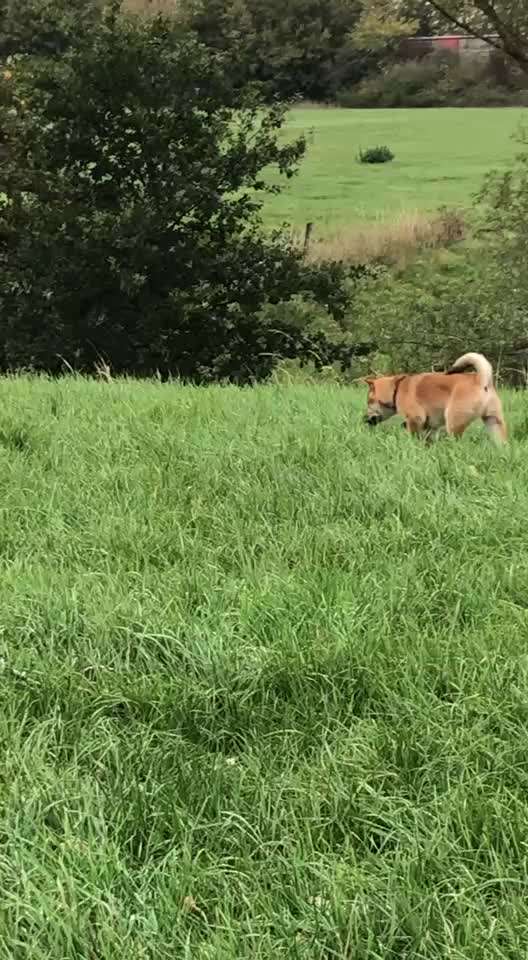 Intrinsische Motivation - Leinenführigkeit?-Beitrag-Bild