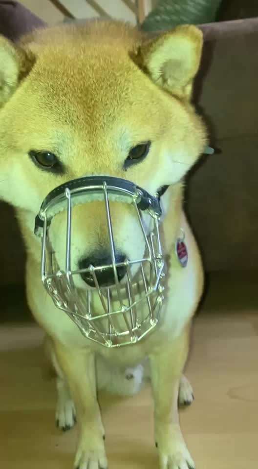 Wie sitzt mein Maulkorb / Maulkorb-Beratung-Beitrag-Bild