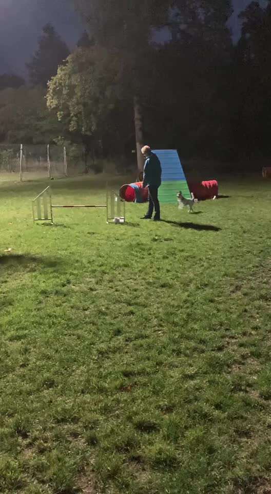 Gibt es Agility Fans unter uns ?-Beitrag-Bild